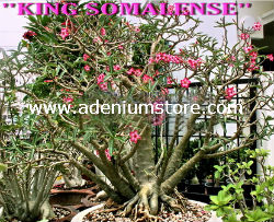 (image for) Adenium Somalense 'King Somalense' 5 Seeds - Click Image to Close